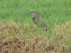Vanellus chilensis