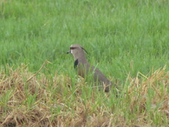 Vanellus chilensis