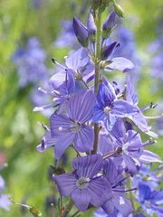Veronica austriaca