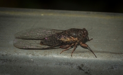 Birrima castanea