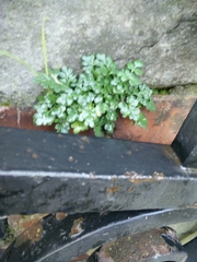 Asplenium ruta-muraria