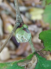Phytoptus avellanae