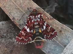 Anarta myrtilli