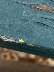 Tropidosteptes quercicola