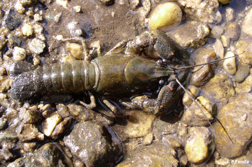 Astacus