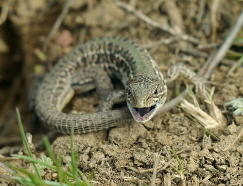 Balkan Wall Lizard, photo 9 of 9