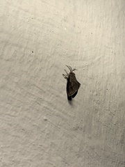 Cryptothelea gloverii