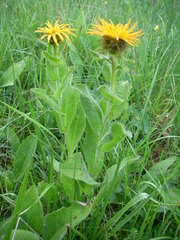 Pentanema orientale