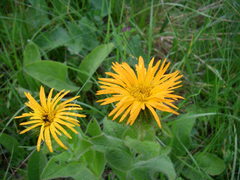 Pentanema orientale