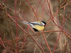 Parus major
