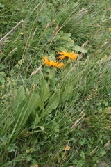 Pentanema orientale