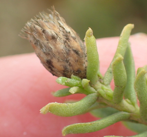Image of Oedera uniflora by (c) Nicola van Berkel, some rights reserved (CC BY-SA)