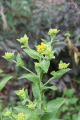 Inula thapsoides