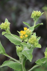 Inula thapsoides