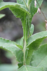 Inula thapsoides
