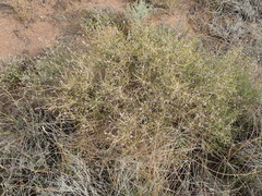 Stoebe rugulosa