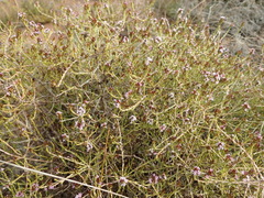Stoebe rugulosa