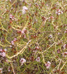 Stoebe rugulosa