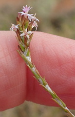 Stoebe rugulosa