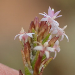 Stoebe rugulosa