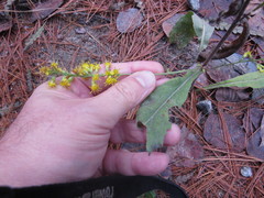 Solidago hispida hispida