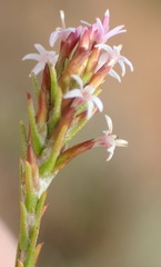 Stoebe rugulosa