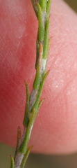 Stoebe rugulosa