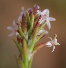 Stoebe rugulosa