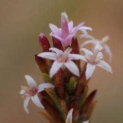 Stoebe rugulosa