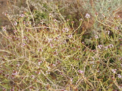 Stoebe rugulosa