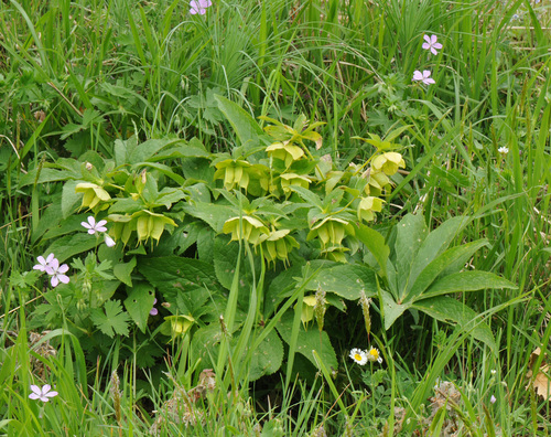Image of Helleborus cyclophyllus by (c) Todd Boland, some rights reserved (CC BY)