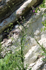 Jurinea alata