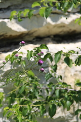 Jurinea alata