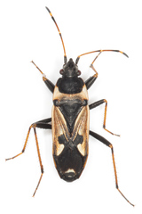 Raglius confusus
