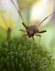 Creontiades rubrinervis