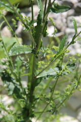 Jurinea alata