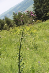 Jurinea alata