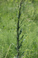 Jurinea alata