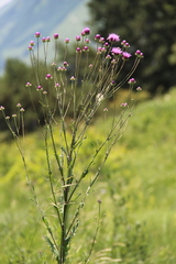 Jurinea alata