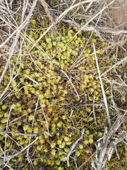 Triquetrella tristicha
