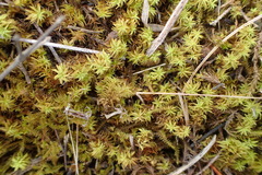 Triquetrella tristicha