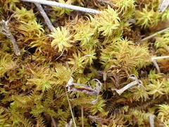 Triquetrella tristicha