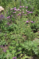 Jurinea alata
