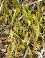 Triquetrella tristicha