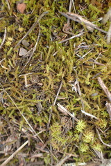 Triquetrella tristicha