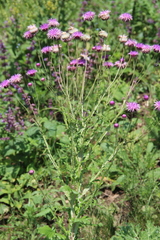 Jurinea alata