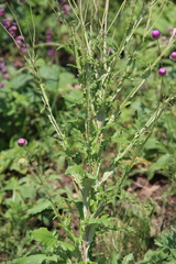 Jurinea alata