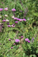 Jurinea alata