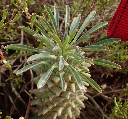 Image of Euphorbia clandestina by (c) Nicola van Berkel, some rights reserved (CC BY-SA)