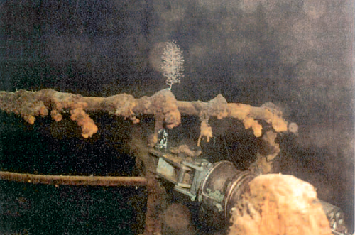 Chrysogorgia